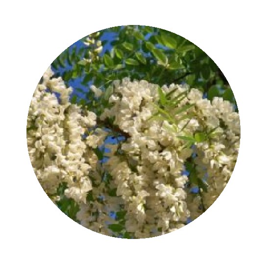 FLOR BLANCA - 250 GR