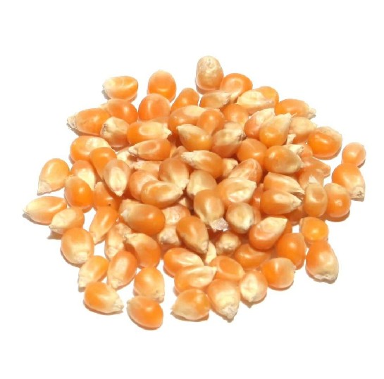 POP CORN - 22.68 KG